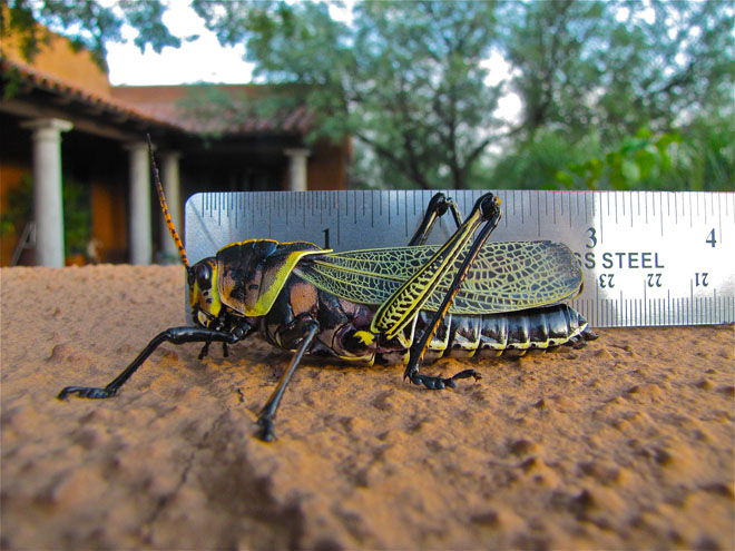 Horse Lubber (Taeniopoda eques) grasshopper almost three inches long pauses next to ruler.