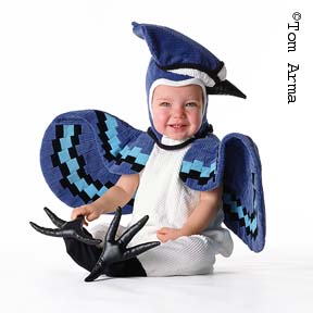 TA160BlueJayCD28