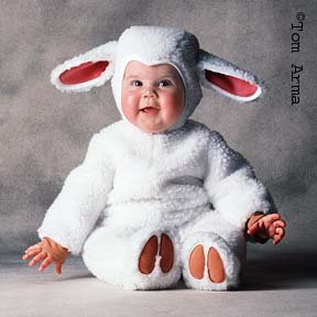 TA67SheepCD12
