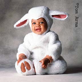TA68SheepCD12