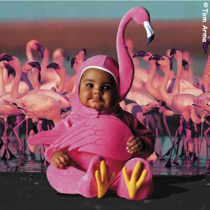 TA224FlamingoSQCD60