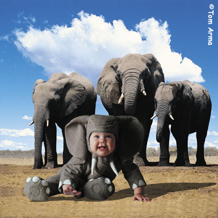 TA228ElephantSQCD63