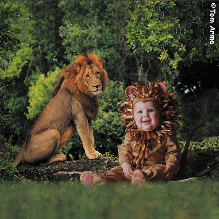 TA233LionSQCD68