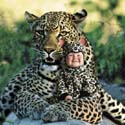 TA220LeopardSQCD57