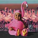 TA224FlamingoSQCD60