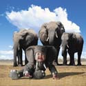 TA228ElephantSQCD63