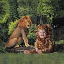 TA233LionSQCD68