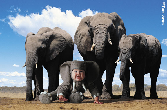 TA227ElephantCD62
