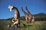 TA217GiraffeCD55