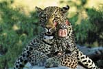 TA218LeopardCD56 