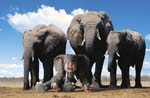 TA227ElephantCD62