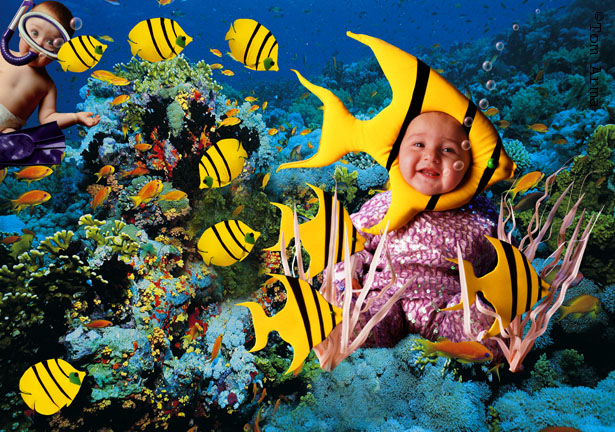Angelfish