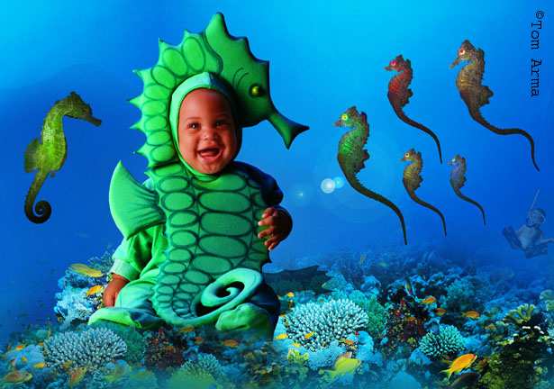 Seahorse