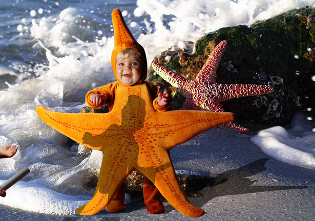 Starfish