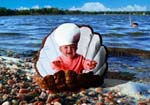 Scallop