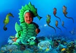 Seahorse