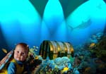 TurtleBaby
