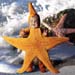 TA277StarfishCD77y