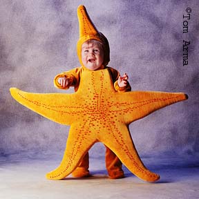 TA96StarfishCD17