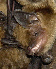 littlebrownbats1