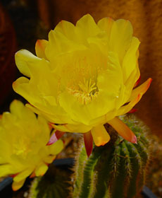 yellowcactussmall