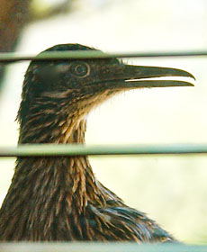 roadrunner