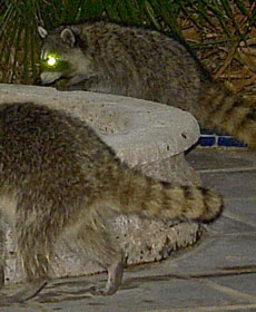 raccoons